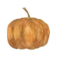 carino autunno acquerello zucca. di stagione autunno clipart vettore