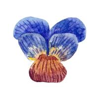 viola del pensiero fiori clipart. mano disegnato illustrazione vettore