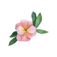 acquerello rosa fiore potentilla con verdura vettore
