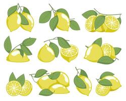 Limone albero e fiore. cartone animato schizzo di Limone rami con frutta e le foglie per Stampa disegno, biologico naturale Prodotto. vettore isolato impostato