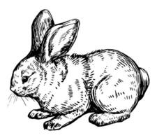 carino bambino coniglio, bella coniglietto. selvaggio animale nel incisione stile. mano disegnato vettore illustrazione. retrò clipart isolato su bianca sfondo.