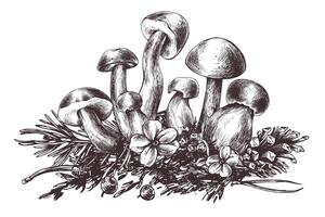 funghi foresta boletus con erba, mirtilli, muschio e cono. grafico botanico illustrazione mano disegnato nel Marrone inchiostro. per ricette, confezione, autunno Festival, raccolto. isolato composizione vettore