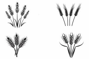 Grano orecchie impostato schema vettore illustrazione su bianca sfondo