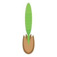 Monstera grano crescere icona isometrico vettore. nuovo pianta flora vettore