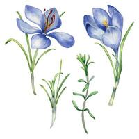 acquerello illustrazione impostato di zafferano Spezia isolato su bianca sfondo. fiori di croco sativus botanico arte mano disegnato. dipinto primavera viola fiore. design elemento per etichetta, pacchetto, cartolina vettore