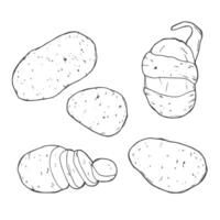 Patata impostare. mano disegnato patate vettore illustrazione isolato su bianca sfondo.