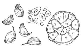 aglio isolato su uno sfondo bianco. set di aglio. rafforzare il sistema immunitario. illustrazione vettoriale disegnato a mano in stile doodle