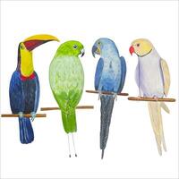 acquerello impostato con colorato pappagalli. bellissimo tropicale uccelli vettore