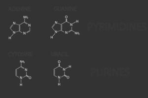 pirimidine o purine molecolare scheletrico chimico formula vettore