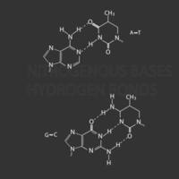 azotato basi o idrogeno obbligazioni molecolare scheletrico chimico formula vettore