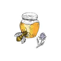 miele vaso e trifoglio mano disegnato schizzo nel colore vettore