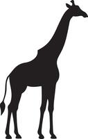 giraffa silhouette vettore illustrazione bianca sfondo