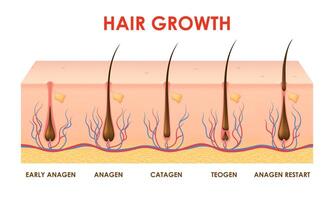 capelli crescita ciclo, follicoli fase nel umano cuoio capelluto vettore