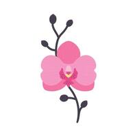 mano disegnato rosa orchidea fiore con ramo. piatto stile. vettore illustrazione