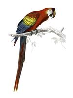 Macaw (Ara canga) illustrato da Charles Dessalines D &#39;Orbigny (1806-1876). Miglioramento digitale della nostra edizione del 1892 di Dictionnaire Universel D&#39;histoire Naturelle. vettore