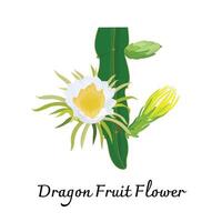 Drago frutta fiore piatto vettore isolato su bianca sfondo. pitaya fiore. tropicale impianti.