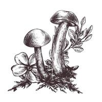 funghi foresta boletus con erba, mirtilli, muschio e cono. grafico botanico illustrazione mano disegnato nel Marrone inchiostro. per ricette, confezione, autunno Festival, raccolto. isolato composizione vettore