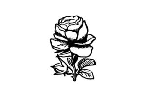 rosa fiore vettore clip arte bianca sfondo