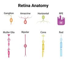 retina anatomia scienza design vettore illustrazione