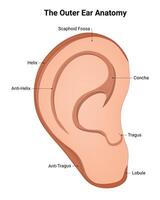 il esterno orecchio anatomia scienza design vettore illustrazione diagramma