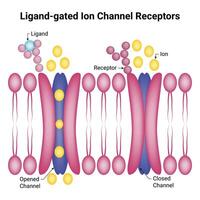 ligando recintato ione canale recettori scienza design vettore illustrazione diagramma