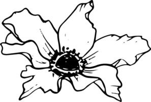 primavera fiore vettore linea illustrazione. campo anemone papavero botanico linea disegno per saluto carte, stazionario e nozze disegni