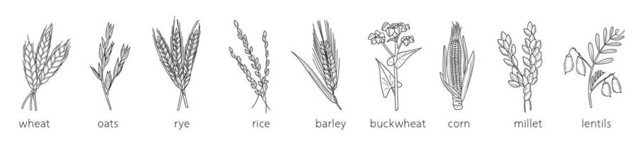 cereale scarabocchi, miglio schizzo, agricoltura, Grano, orzo, Riso, Mais, grano saraceno, miglio, Lenticchie. magro linea arte di cereale impianti. vettore