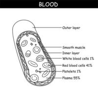 vettore diagramma di sangue composizione. educativo illustrazione