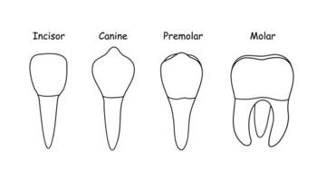 denti tipi umano anatomia e osso vettore