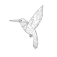 vettore mano disegnato colibrì