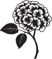 ortensia fiore silhouette vettore illustrazione bianca sfondo