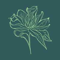 giglio fiore. mano disegnato vettore illustrazione di verde botanico gigli fiori linea disegno.