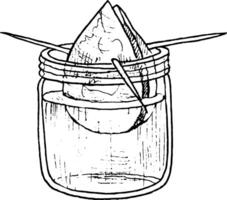 vettore illustrazione mano disegnato avocado seme nel un' bicchiere di acqua per germinazione.