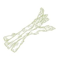 tagliare baccelli di asparagi schizzo illustrazione vettoriale