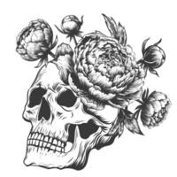 cranio decorato con fioritura fiori peonia. incisione incisione acquaforte design per tatuaggio, Stampa, adesivi. linea grafico. vettore illustrazione per messicano giorno di il morto dia de los muertos cranio.