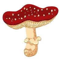 veleno fungo amanita muscaria. volare agarico, fungo nel astratto stile. singolo moderno clipart isolato su bianca sfondo. contemporaneo vettore illustrazione.