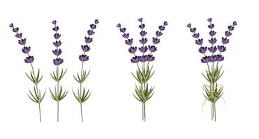 impostato di fiori, rami e le foglie di lavanda. per design carte, banner e patterns.vector illustrazione vettore