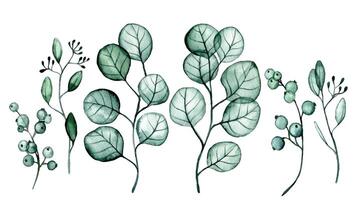 acquerello disegno. impostato di trasparente eucalipto le foglie. raggi X vettore