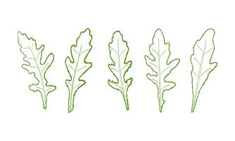 impostato di le foglie linea rucola. vettore dipinto. illustrazione superfood su bianca sfondo. schizzo le foglie nel cartone animato piatto stile verde schema. verde colore.