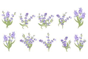 impostato di mazzi di fiori di lavanda fiori. vettore illustrazione isolato su bianca sfondo.