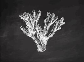 disegnato a mano corallo schizzo. subacqueo tropicale scogliera elemento. vettore inciso illustrazioni isolato su lavagna sfondo.