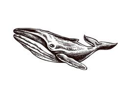 disegnato a mano gobba balena. vettore schizzo illustrazione. mare collezione. inciso illustrazioni isolato su bianca sfondo. realistico schizzi.