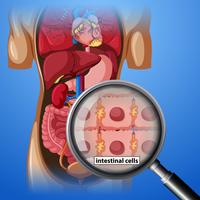 Cellule intestinali e lente d&#39;ingrandimento vettore