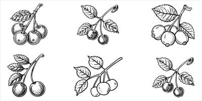 ciliegia mano disegnato frutta impostato vettore su bianca sfondo