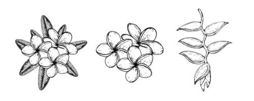 tropicale vettore impostato di plumeria e heliconia fiori illustrazione su isolato sfondo. bellissimo botanico mano dipinto lineare esotico frangipane. per designer, terme decorazione, cartoline, nozze