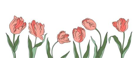 vivere vettore illustrazione tulipani bandiera silhouette contorno petali le foglie estate primavera botanica clipart Da donna giorno, di madre, nozze invito, modello, saluto carta, floreale disegno, fiori, impianti