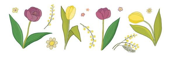 tulipano fiori vettore illustrazioni impostato