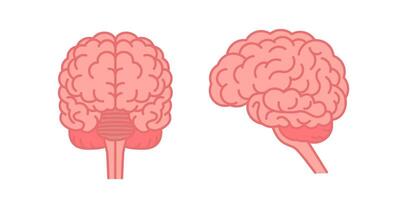 umano cervello davanti e lato Visualizza. piatto vettore colore illustrazione isolato su bianca sfondo.
