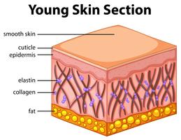 Diagramma che mostra la sezione della pelle giovane vettore