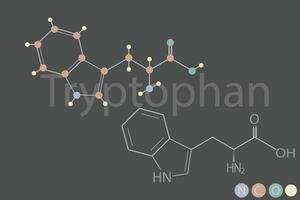 triptofano molecolare scheletrico chimico formula vettore